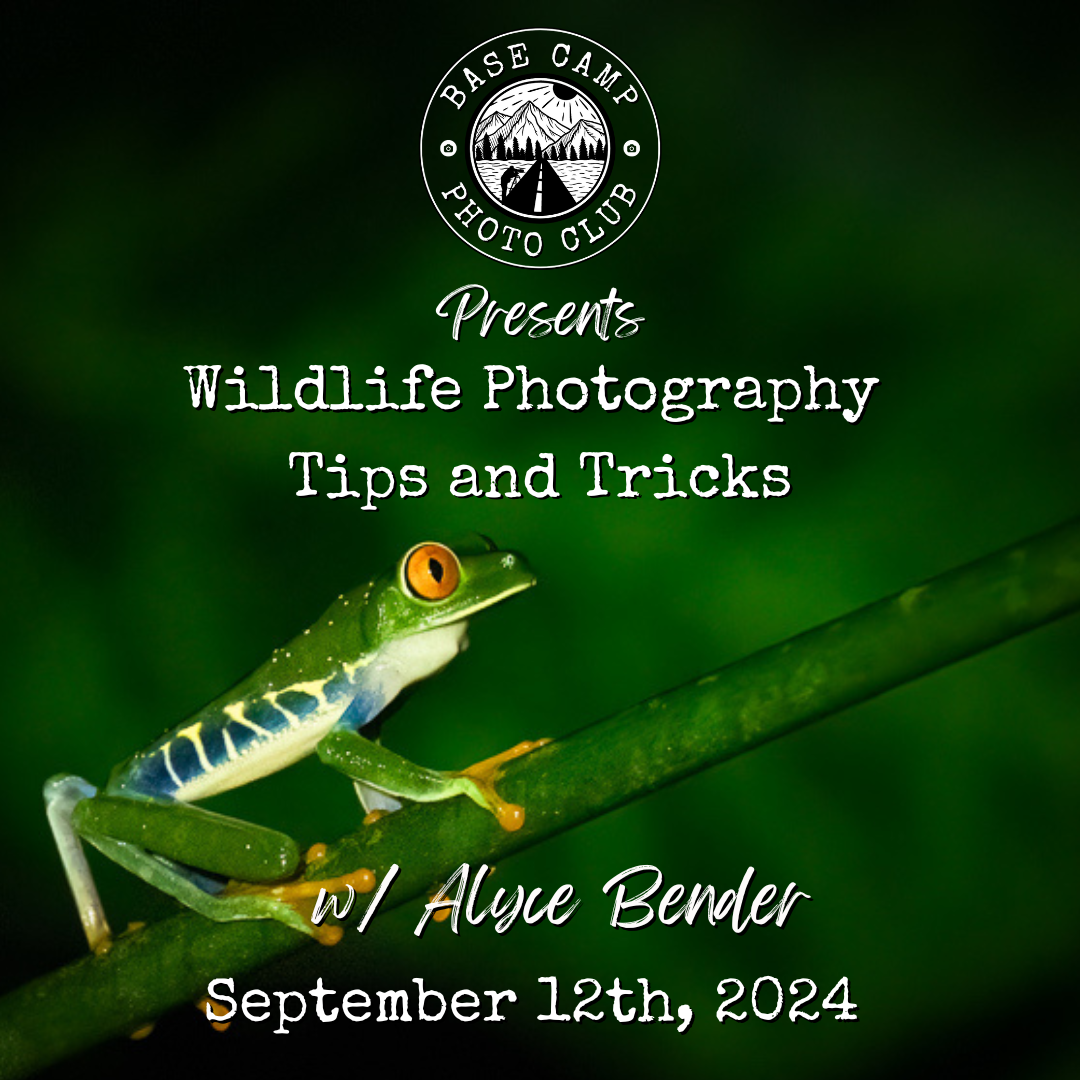 Wildlife Photography Tips and Tricks with Alyce Bender [Meeting Recording]